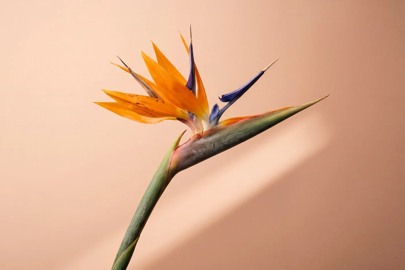 Botanical still life AI prompt example