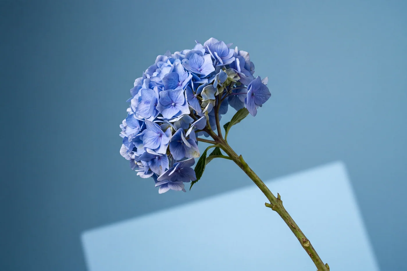 Blue hydrangea — AI botanical still life prompt result