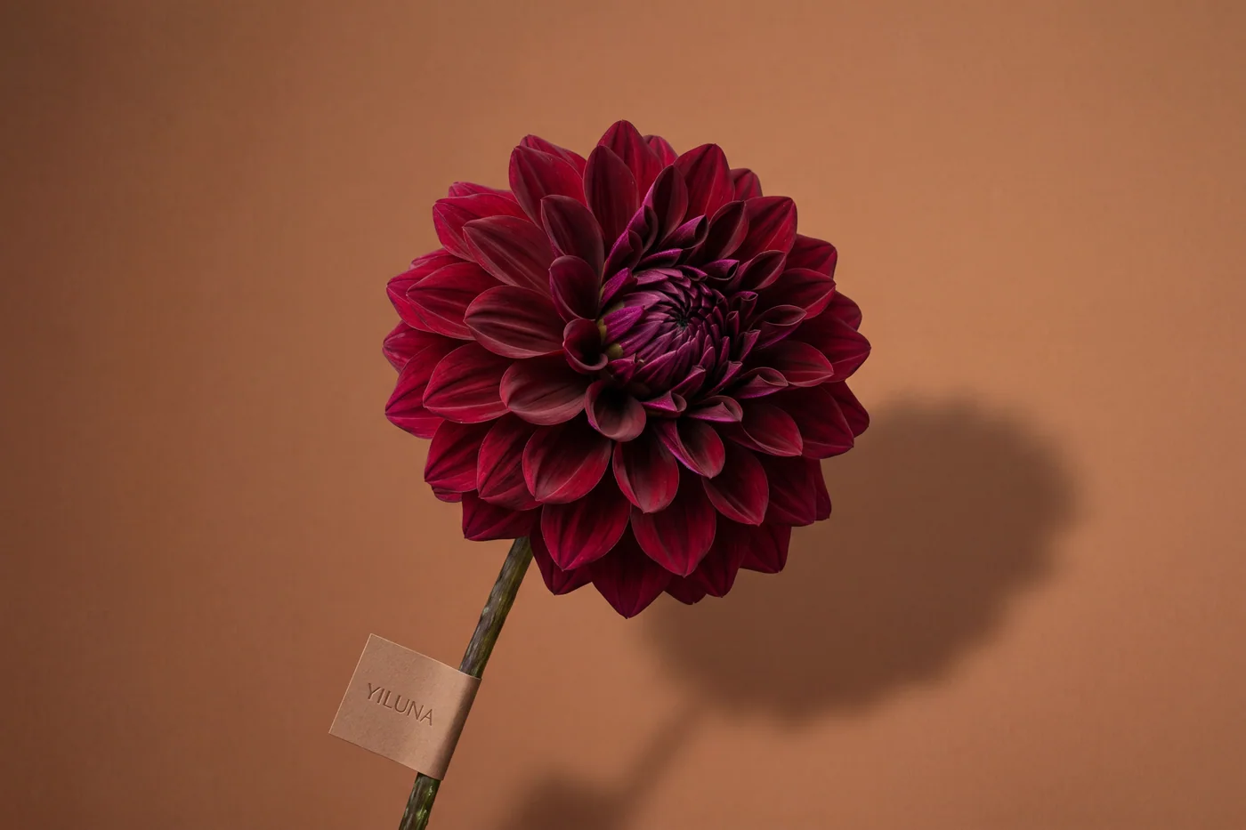 Burgundy dahlia — AI botanical still life prompt result
