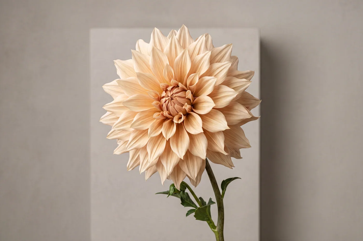 Cafe au Lait dahlia — AI botanical still life prompt result