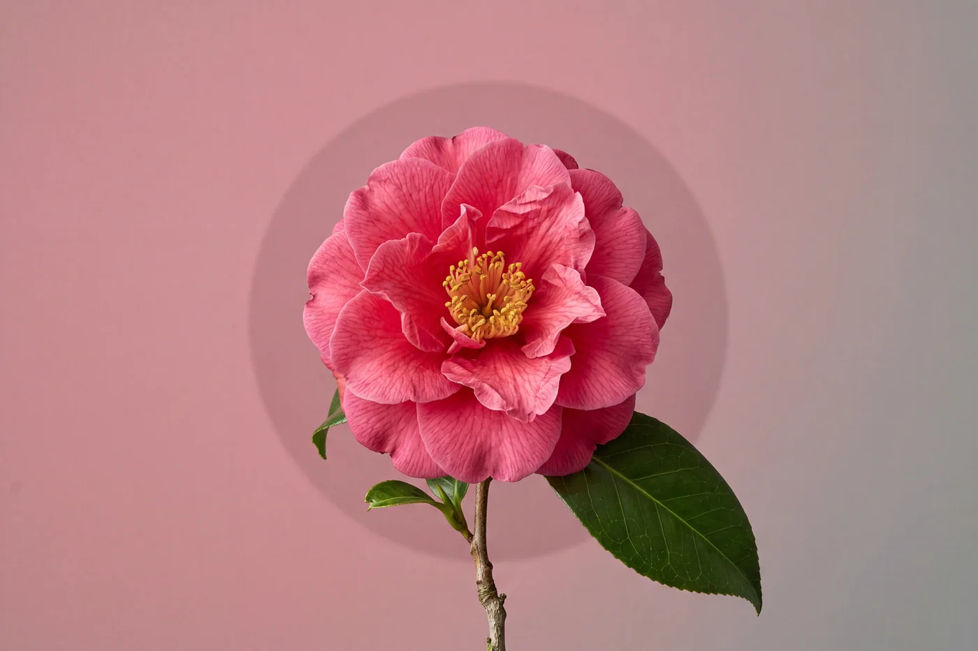Camellia japonica — AI botanical still life prompt result
