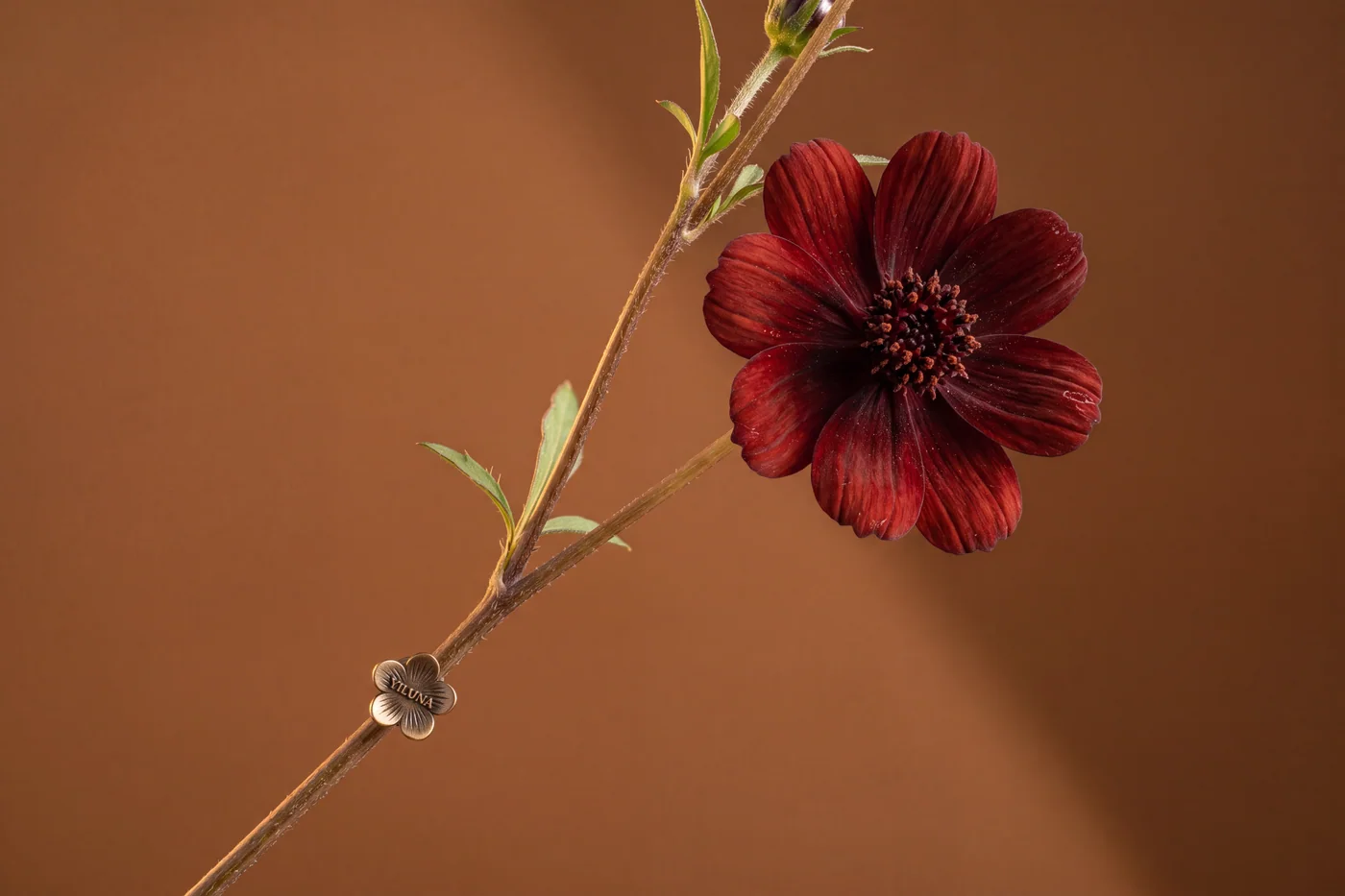 Chocolate cosmos — AI botanical still life prompt result