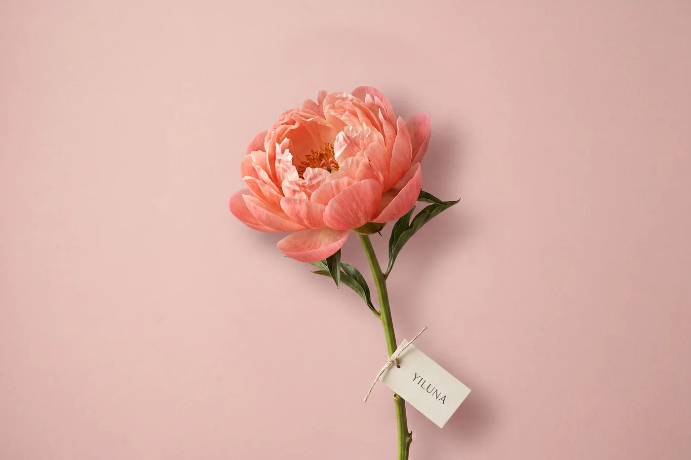 Coral Charm peony — AI botanical still life prompt result