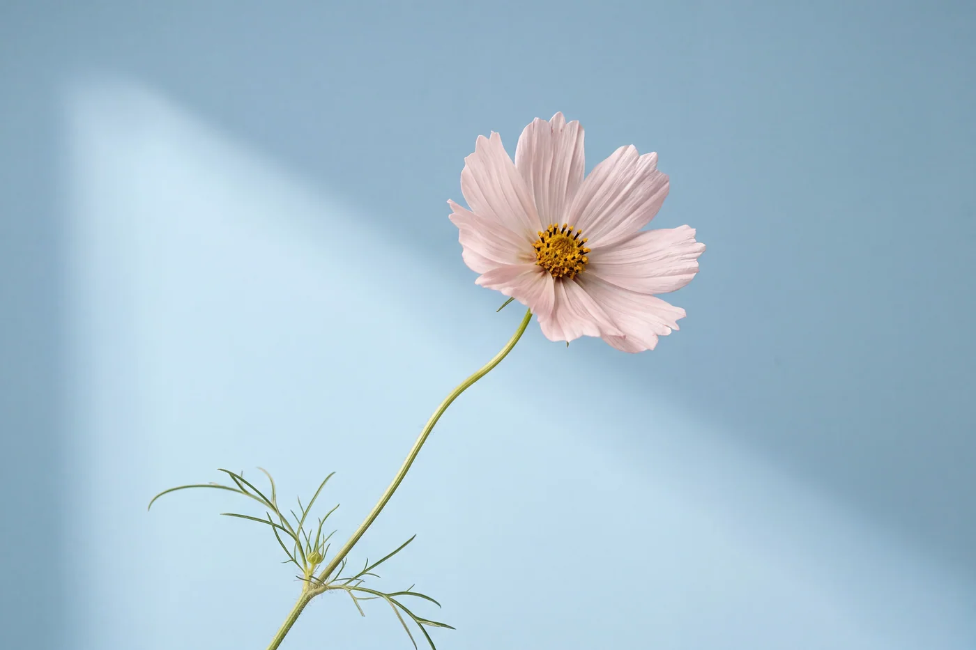 Cosmos bipinnatus — AI botanical still life prompt result