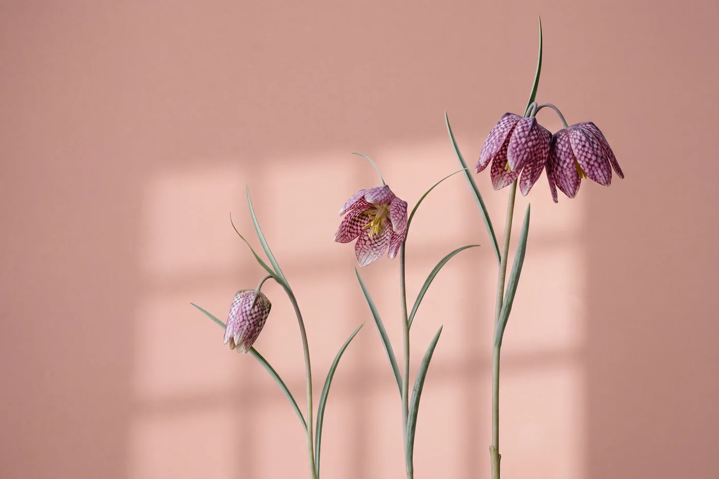 Fritillaria meleagris — AI botanical still life prompt result