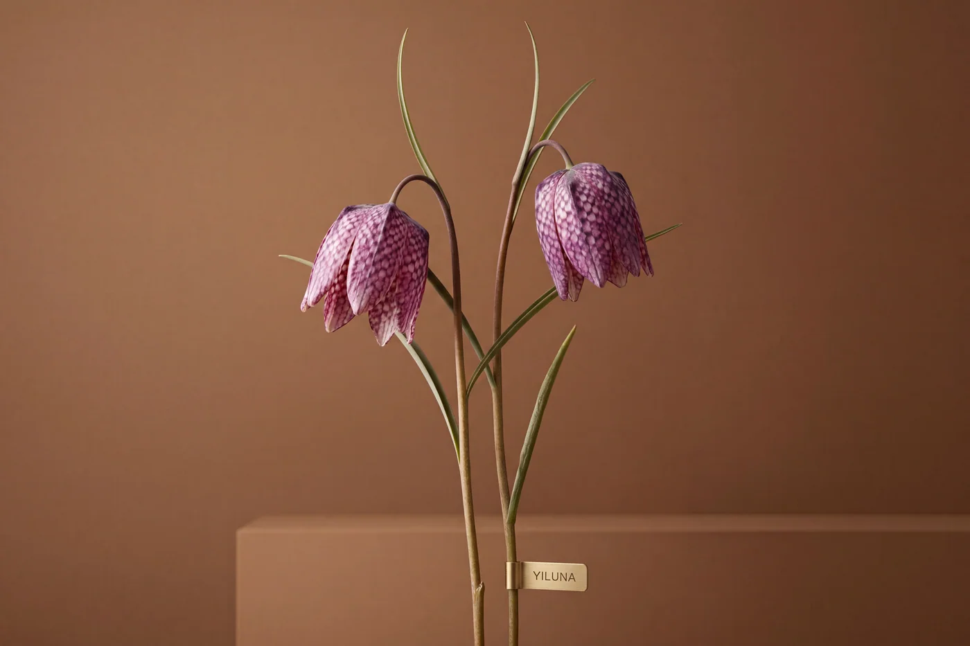 Fritillaria meleagris — AI botanical still life prompt result