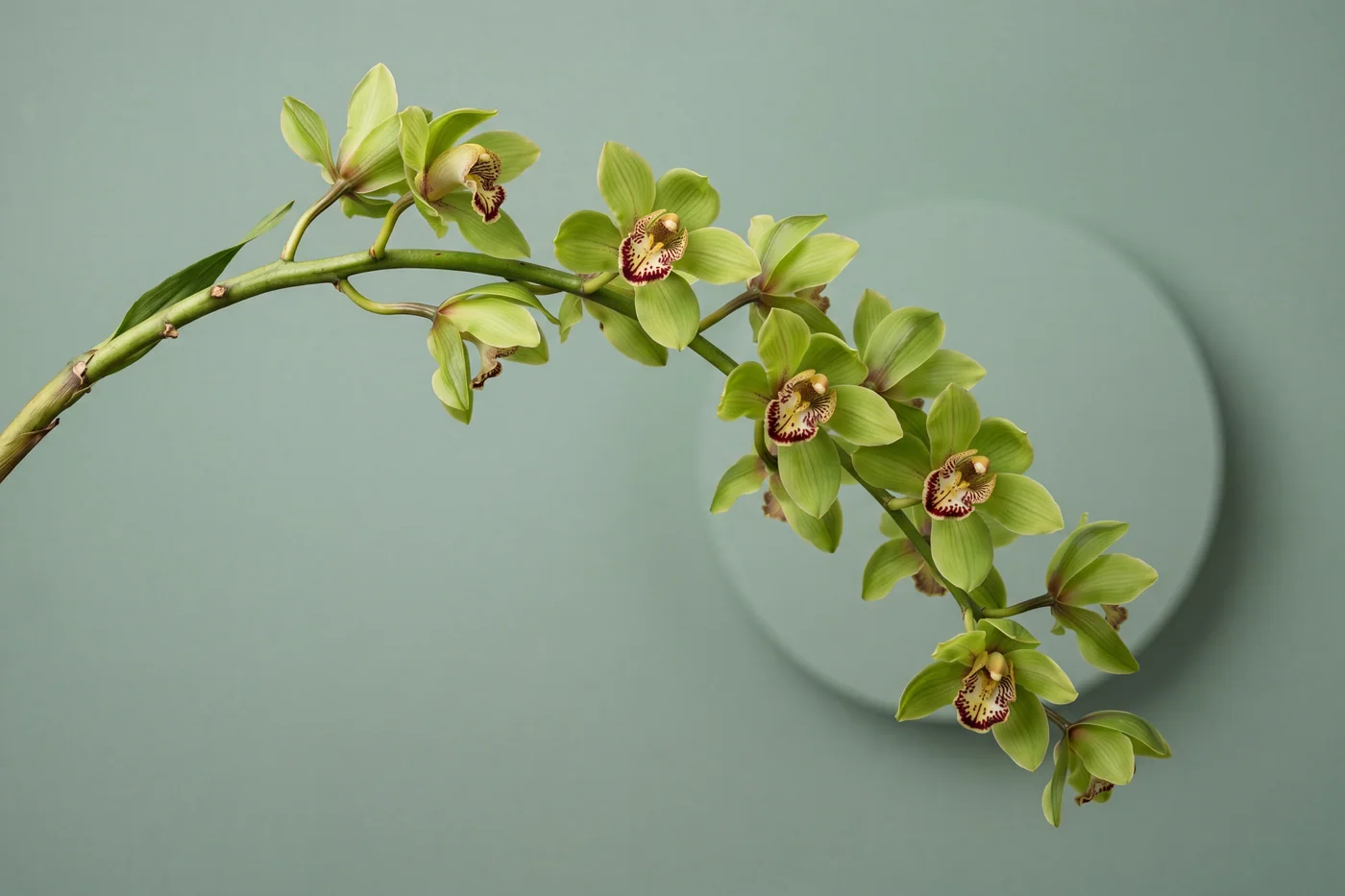 Green cymbidium orchid — AI botanical still life prompt result