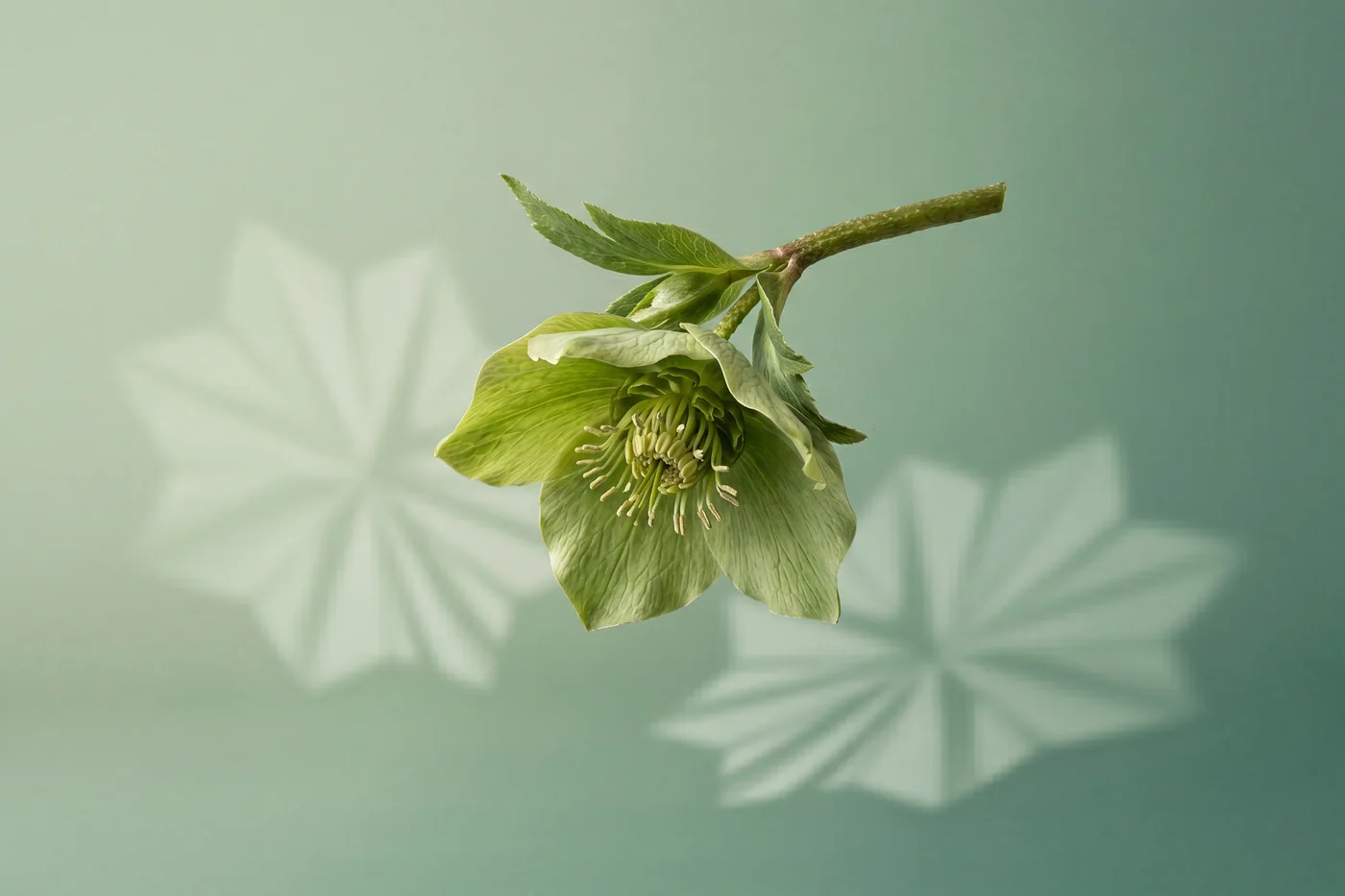 Green hellebore — AI botanical still life prompt result