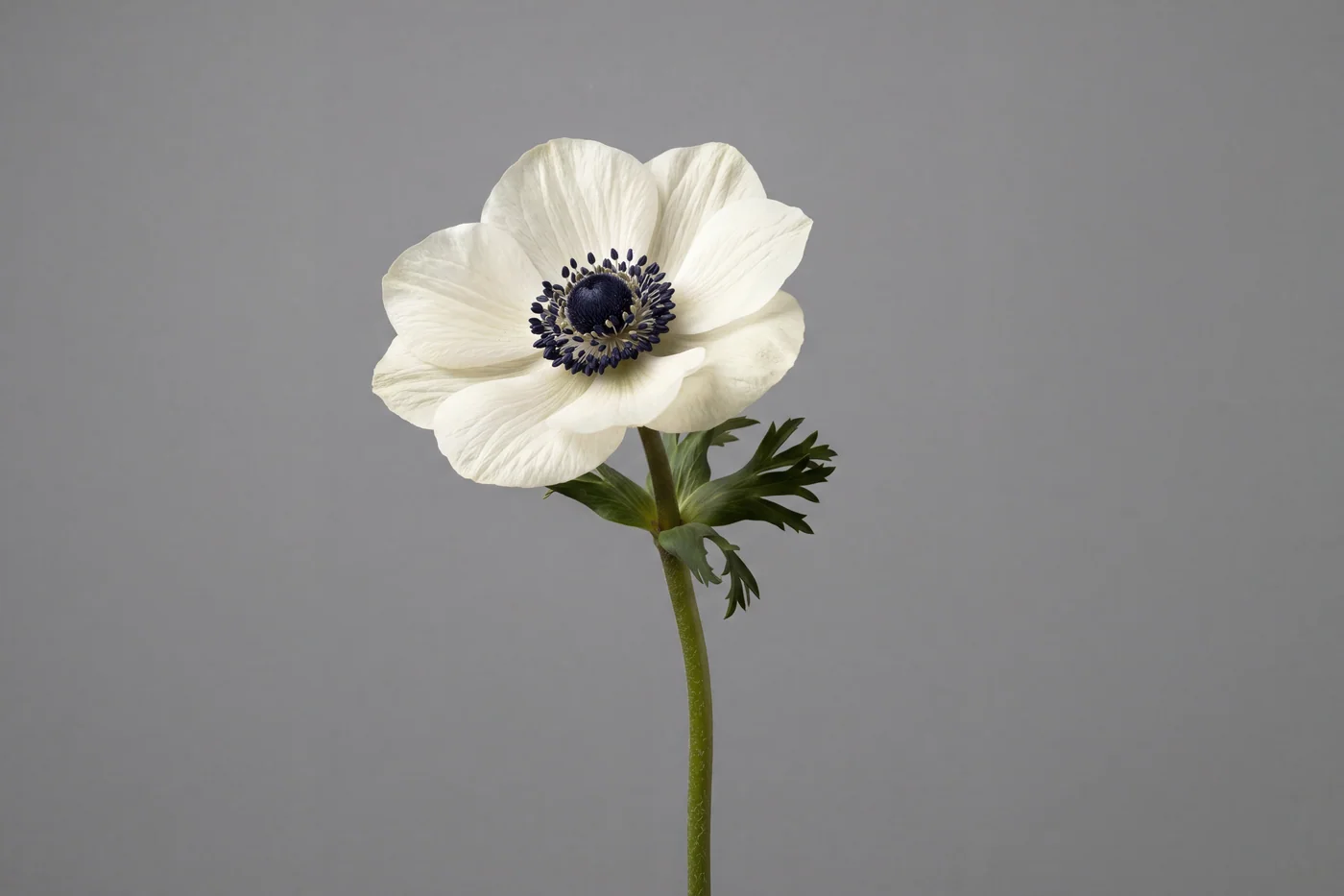 Ivory Anemone coronaria — AI botanical still life prompt result