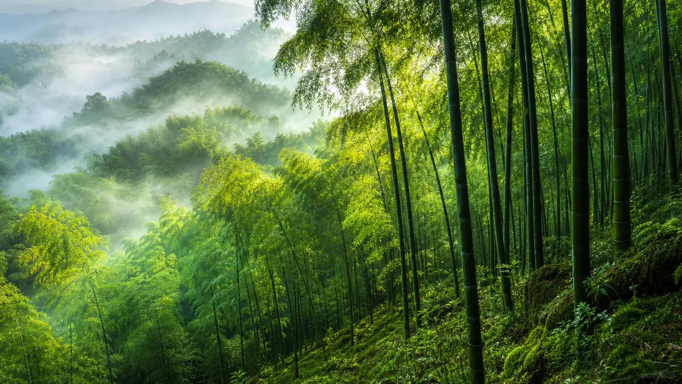 Bamboo Mist Rhythm — Fresh bamboo, layered mist, and lime backlight become an elegant green rhythm.