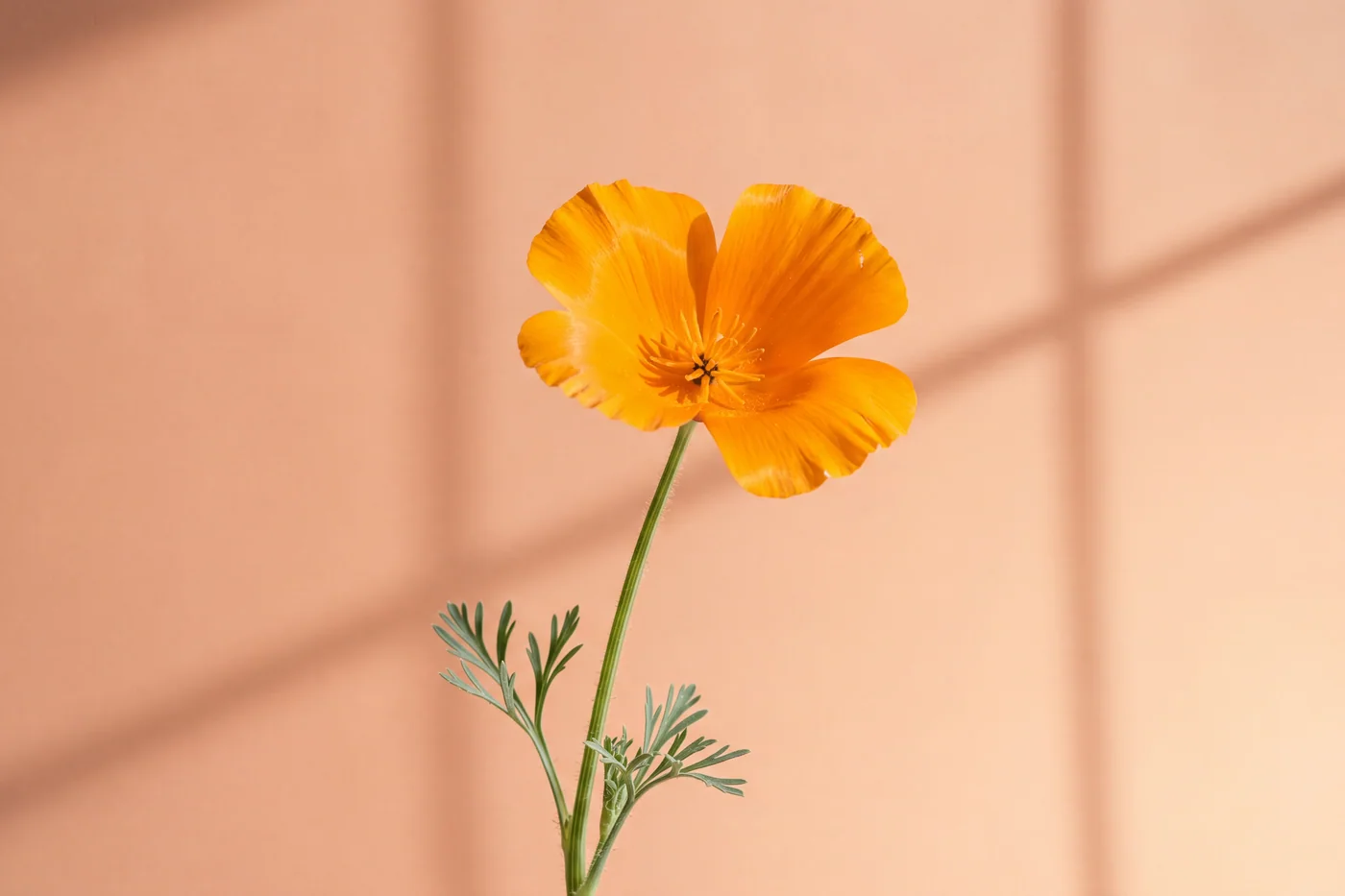 Orange California poppy — AI botanical still life prompt result