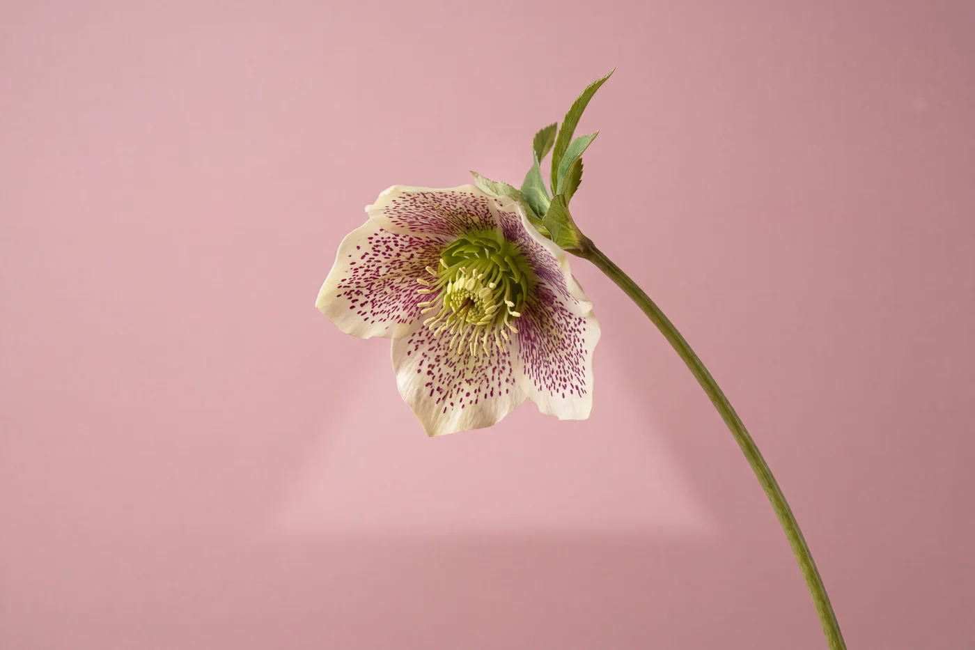 Helleborus orientalis — AI botanical still life prompt result