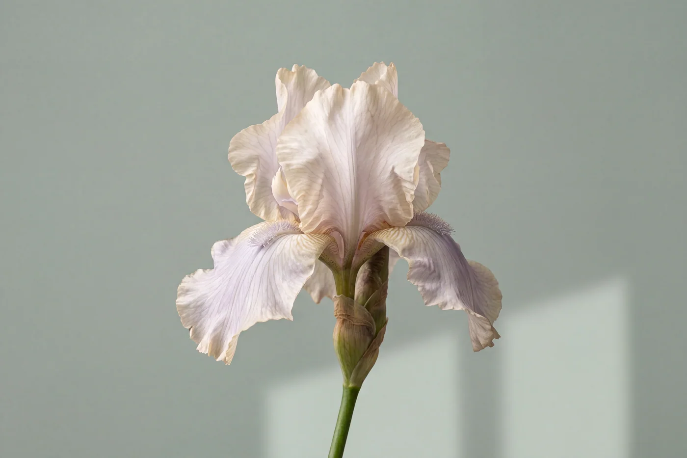 Pale bearded iris — AI botanical still life prompt result