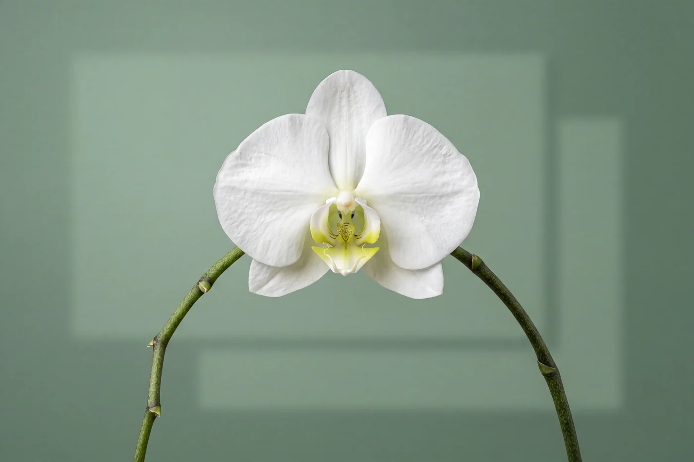 Phalaenopsis orchid — AI botanical still life prompt result