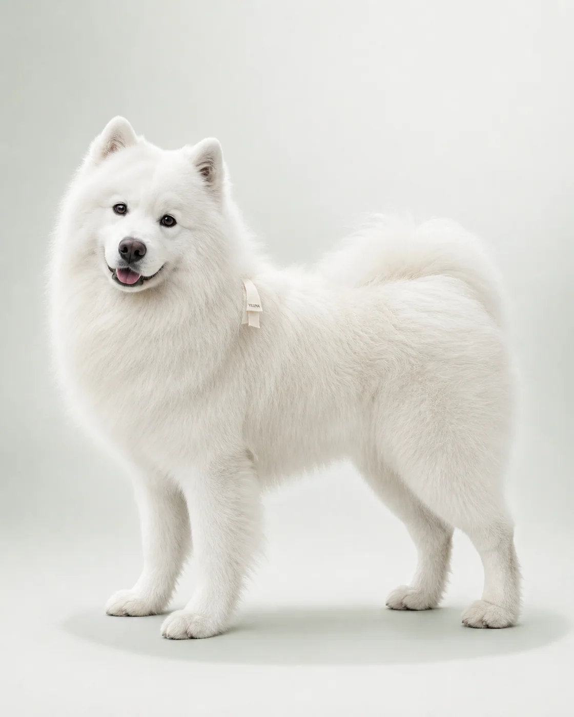 Samoyed Porcelain Breeze — AI animal portraits prompt result