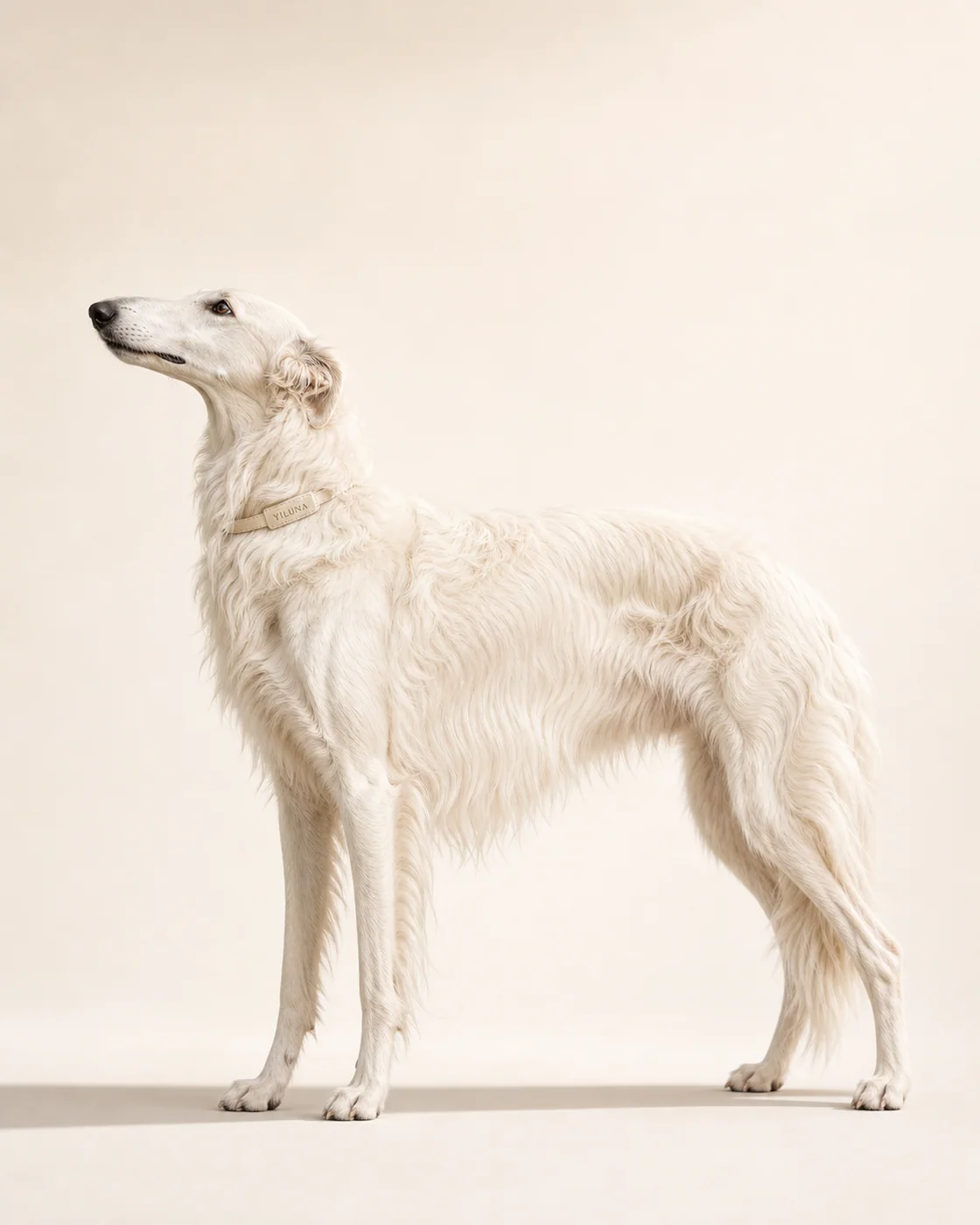 Borzoi Porcelain Poise — AI animal portraits prompt result