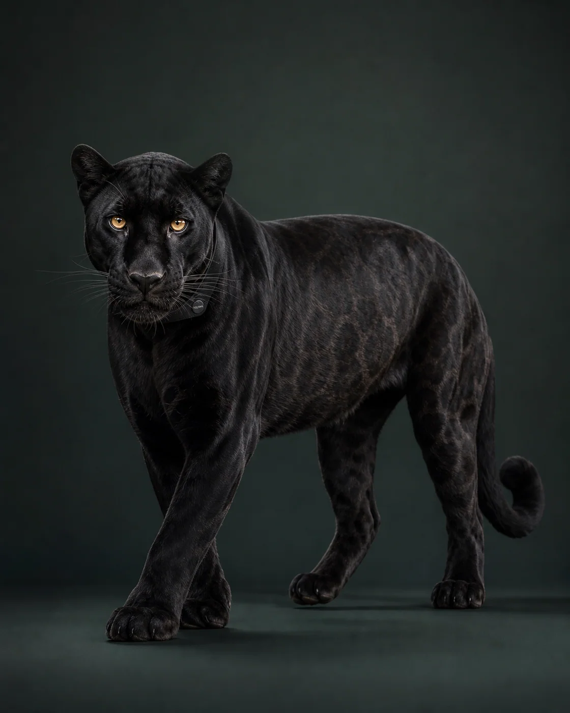 Black Panther Obsidian Composure — AI animal portraits prompt result