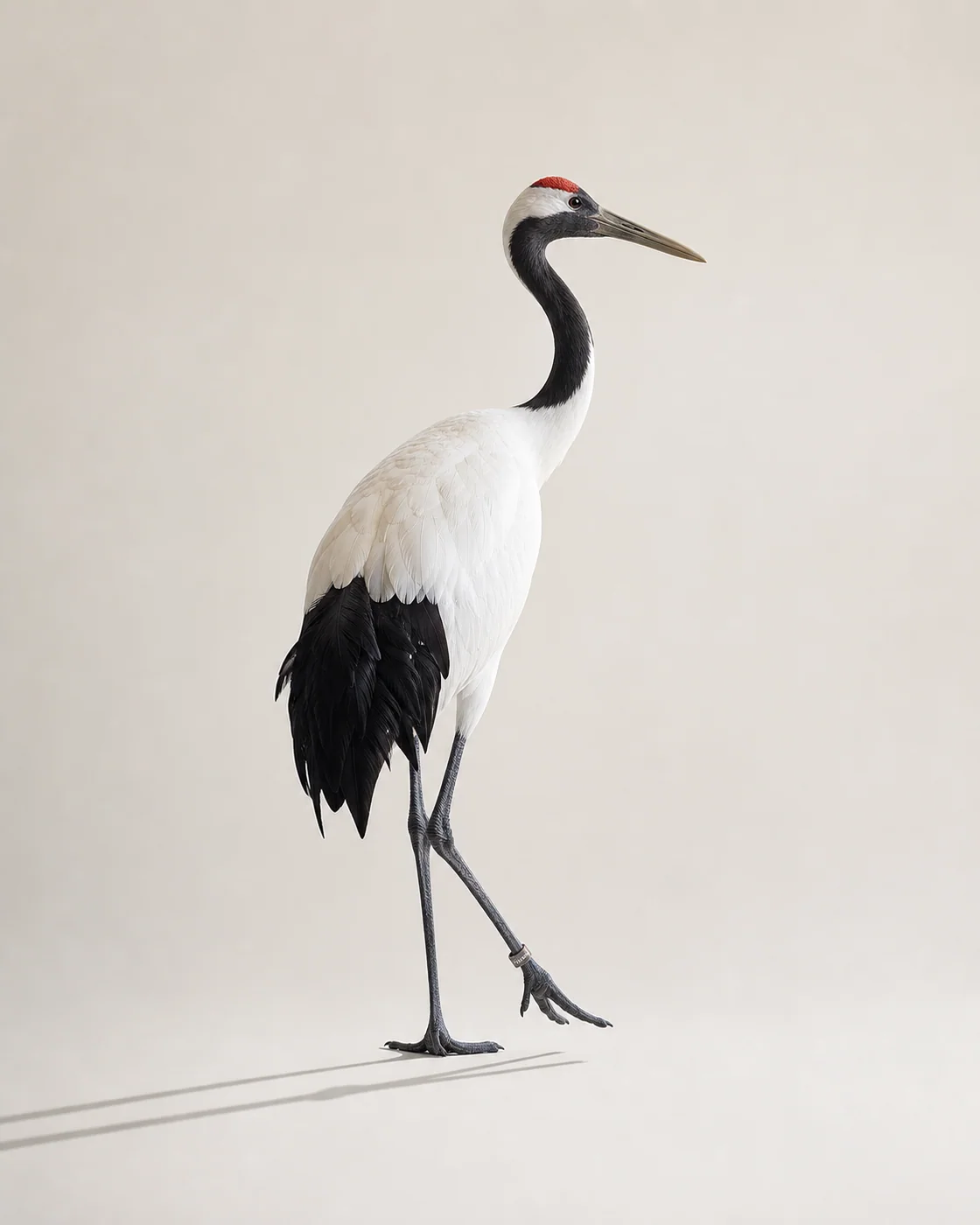 Red Crowned Crane Rice Paper Line — AI animal portraits prompt result