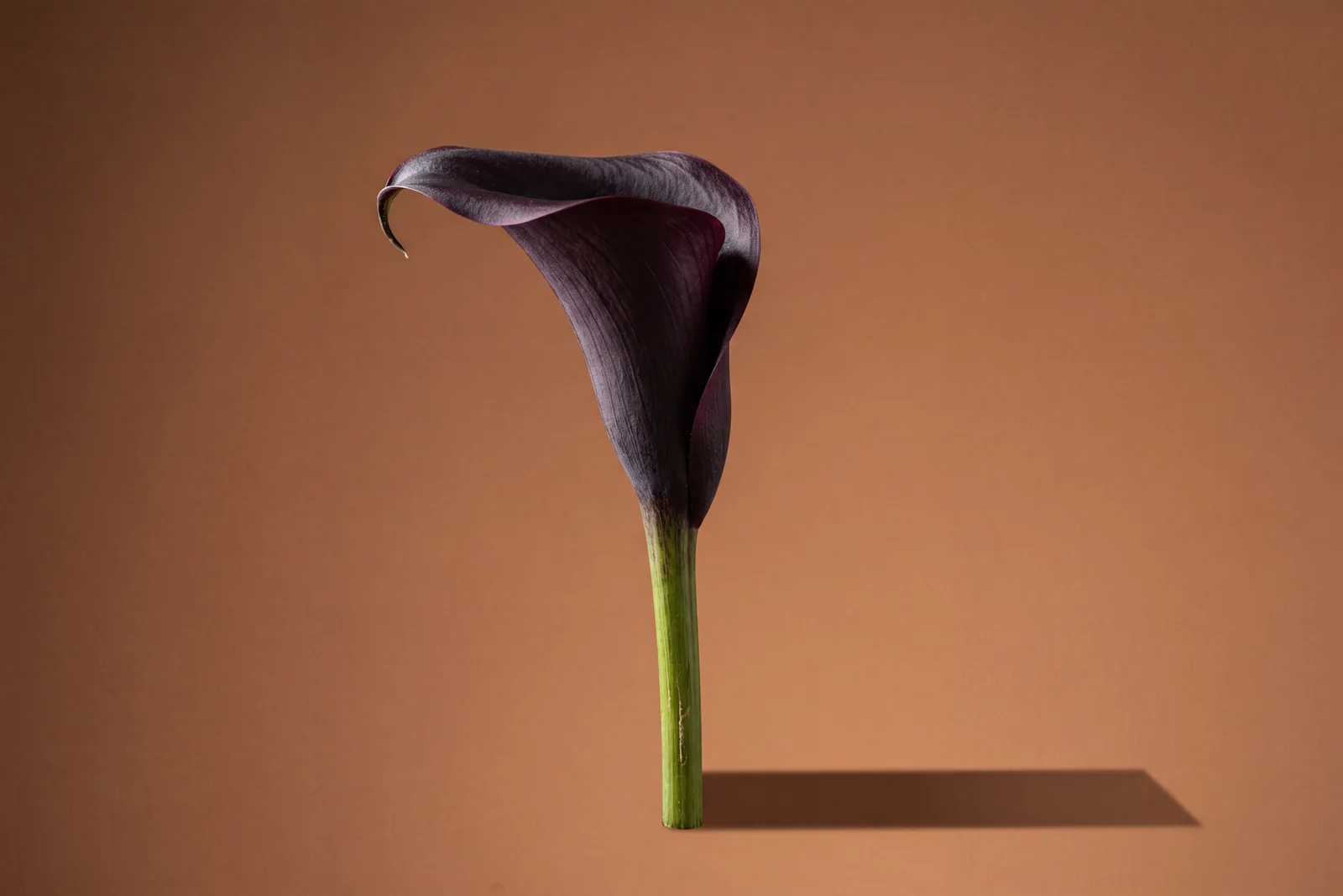 07 Black Calla Umber Plinth