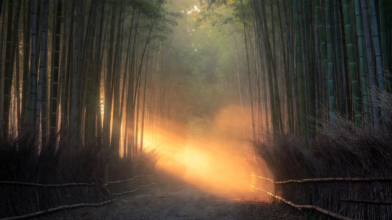 A Misty Path Through A Bamboo Forest — Landscape