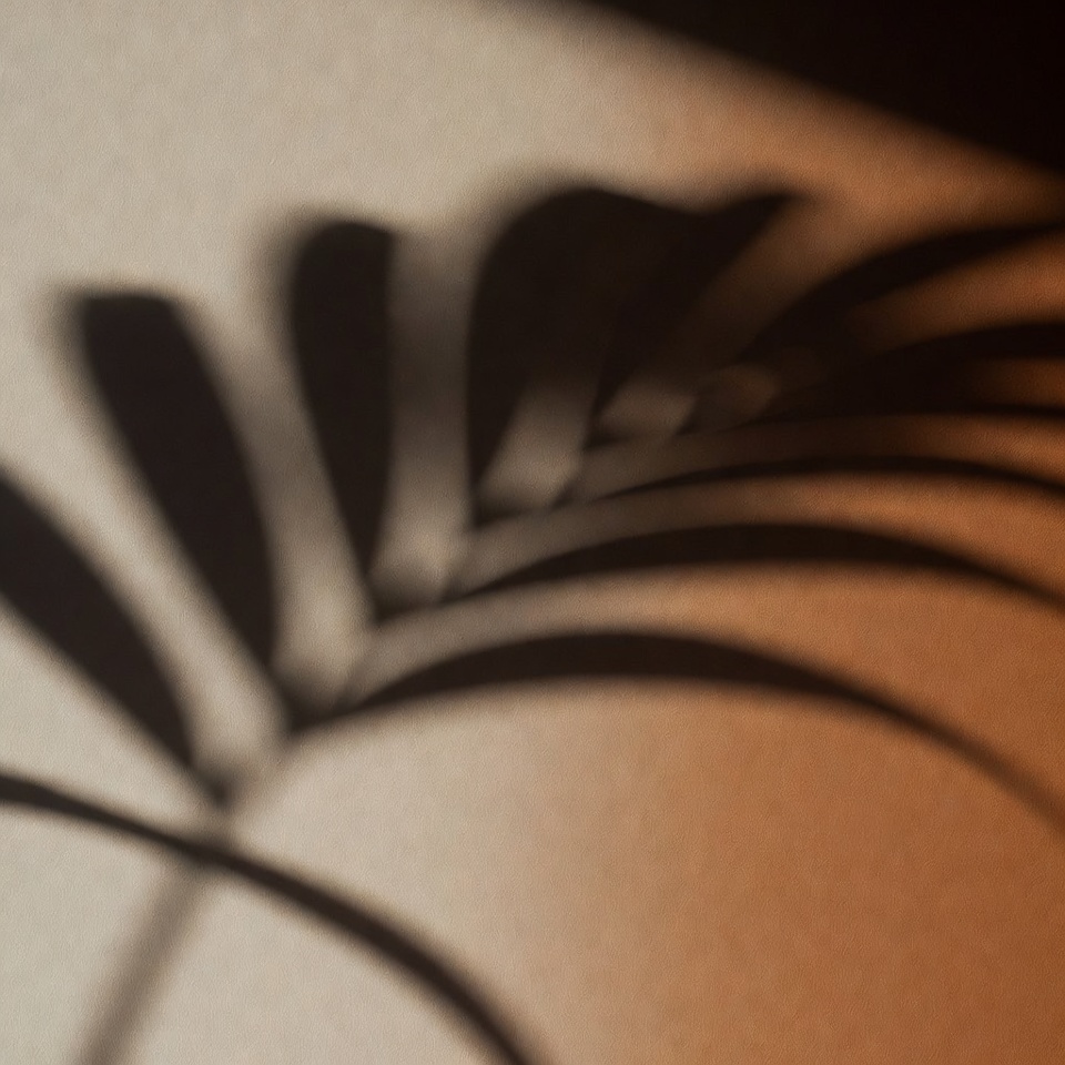 A Minimal Leaf Shadow On A Wall — Abstract Background