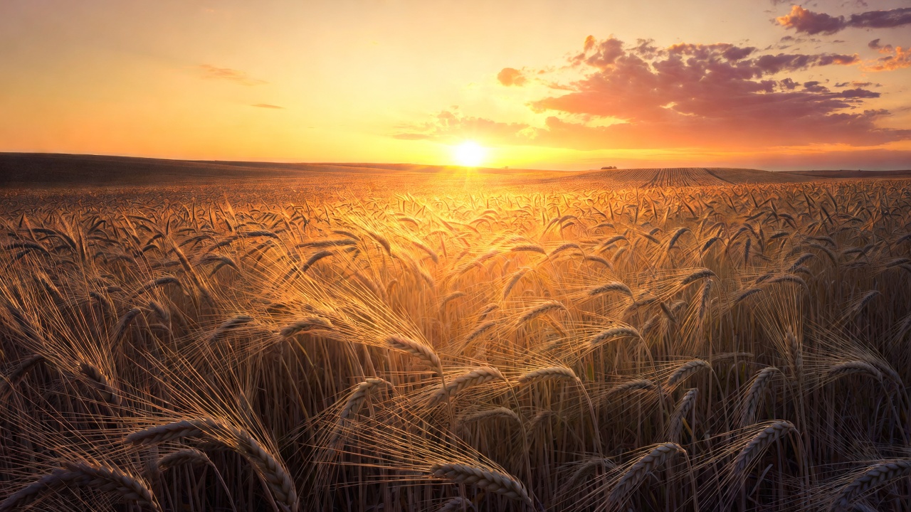 A Golden Wheat Field At Sunset — Landscape
