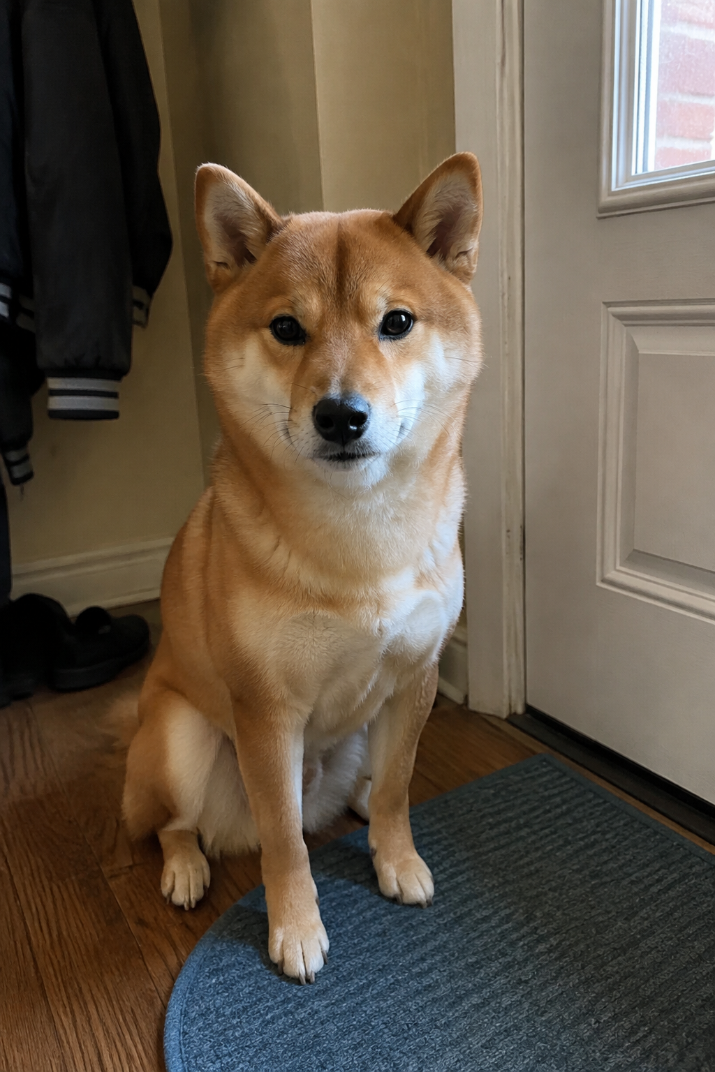 全球寵物護照 sample source photo